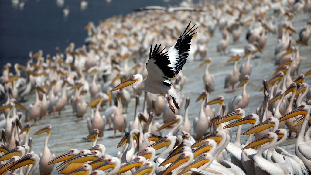 Miles de pelícanos emigran en Israel