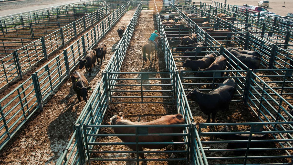 Investigan a un ganadero por matar de hambre a sus vacas en Salamanca