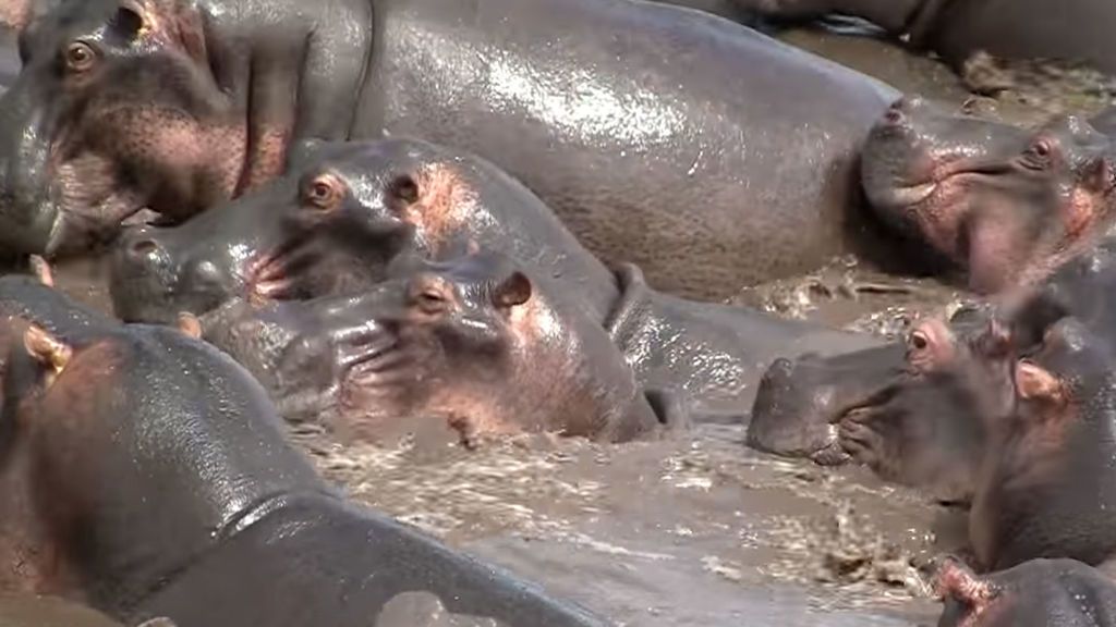 El cocodrilo pretende merendarse una cría de hipopótamo, pero sale... trasquilado