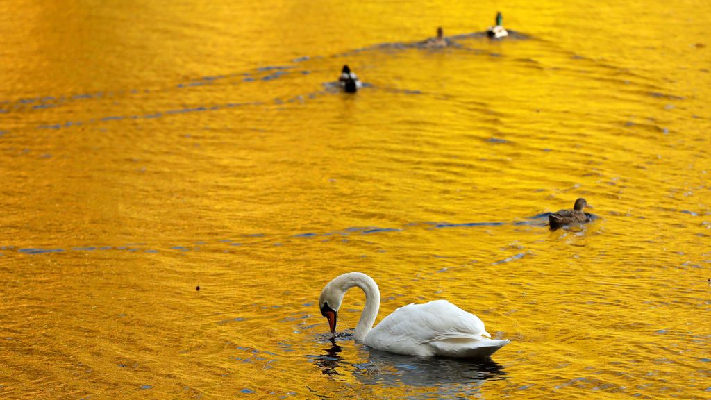 Hojas de colores otoñales se reflejan en el agua del lago Faskally