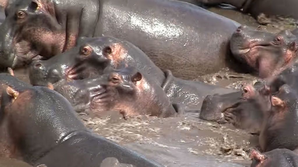 El cocodrilo pretende merendarse una cría de hipopótamo, pero sale... trasquilado