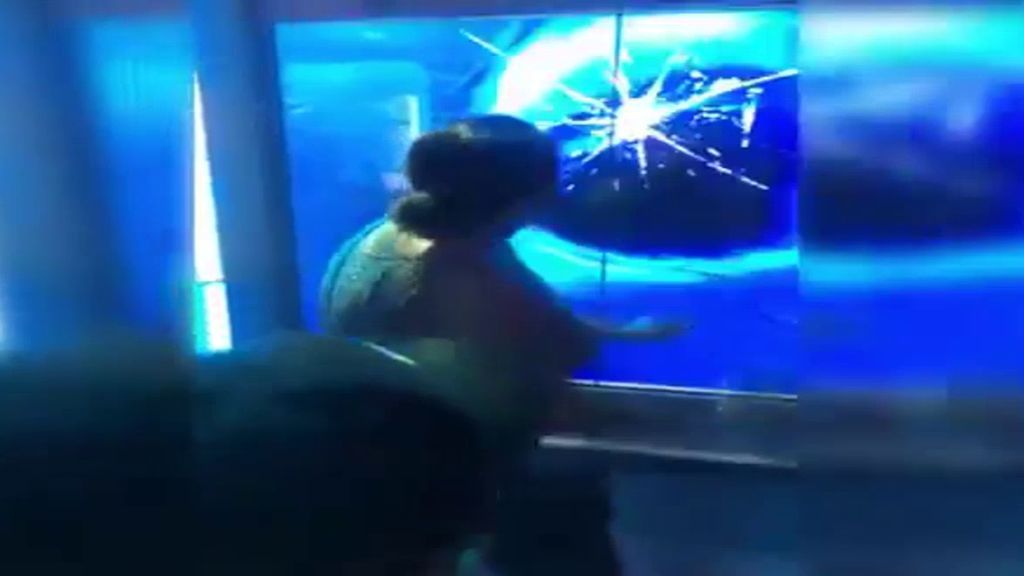 "Tócalo bajo tu responsabilidad": el inmenso susto de quien roza este tanque de tiburones