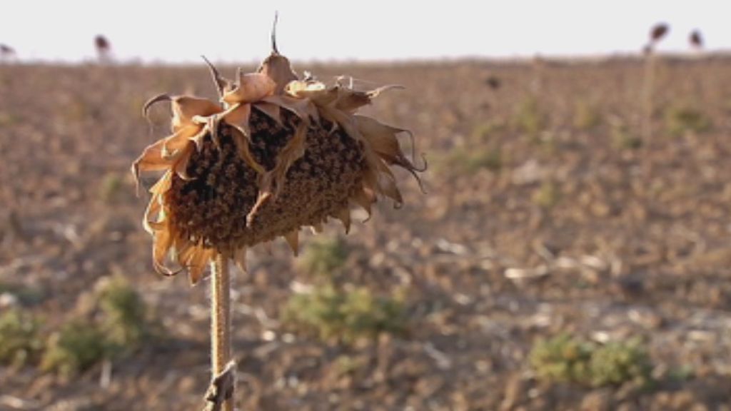 ¿Cuáles son las consecuencias de la voraz sequía que estamos viviendo?