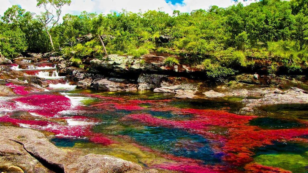 ¿Has visto alguna vez un río arcoíris? Los colores de Caño Cristales se deben a una curiosa planta