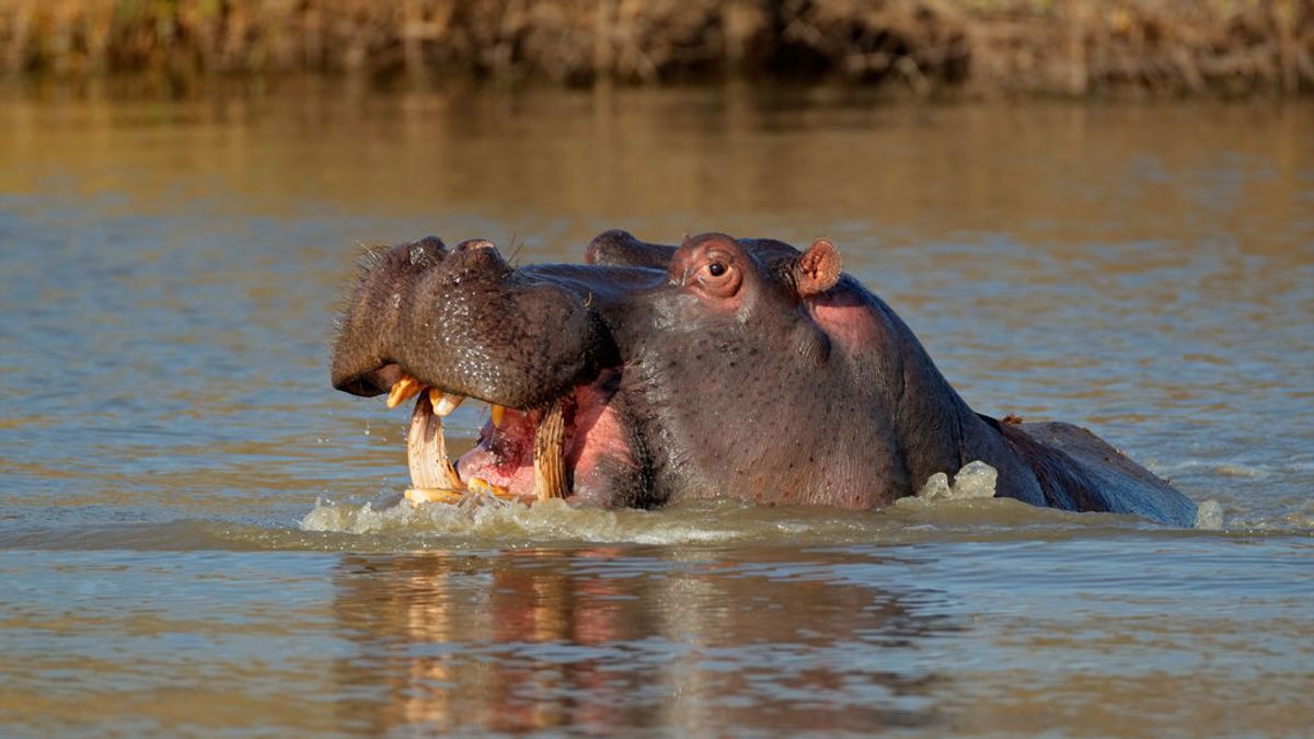 'El pedo de un hipopótamo deja tres hospitalizados', el fake que recorre las redes