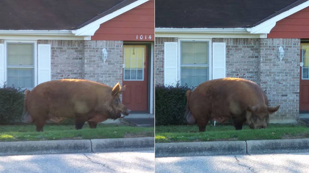Un gigantesco cerdo anda suelto en Alabama