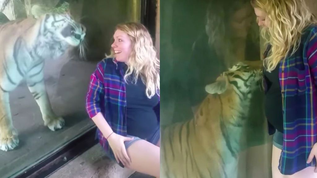 La tierna reacción de un tigre cuando una mujer embarazada se acerca a él en el zoo