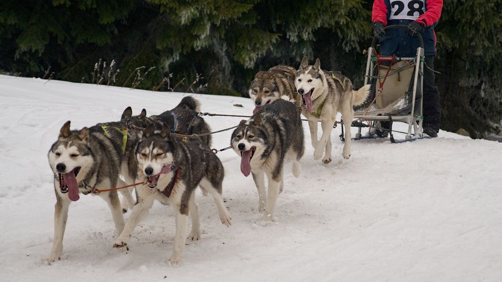 Mushing