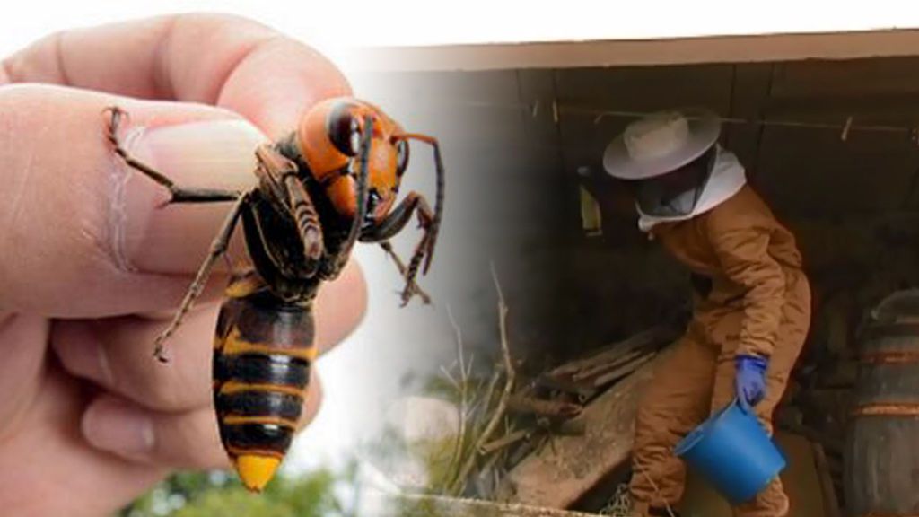 La avispa asesina: un dron con veneno para acabar con la culpable de que haya un 40% menos de miel