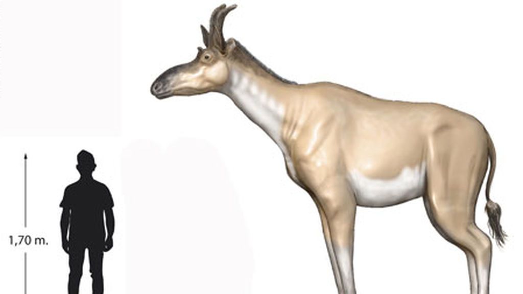Una nueva especie de jirafa más pequeña que las actuales vivió en Madrid hace nueve millones de años