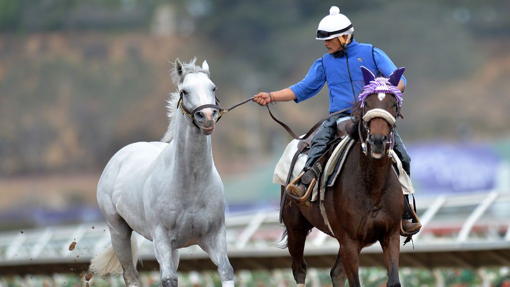 Un entrenador corre una yegua durante los entrenamientos de la 34ª Copa de Criadores en Del Mar Thoroughbred Club