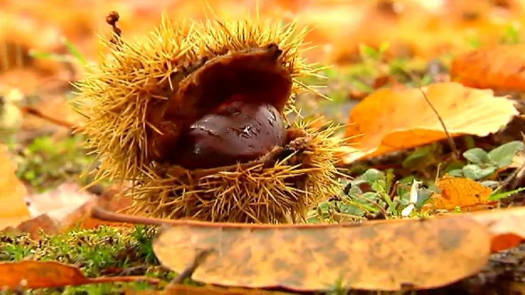 Galicia celebra su tradicional magosto