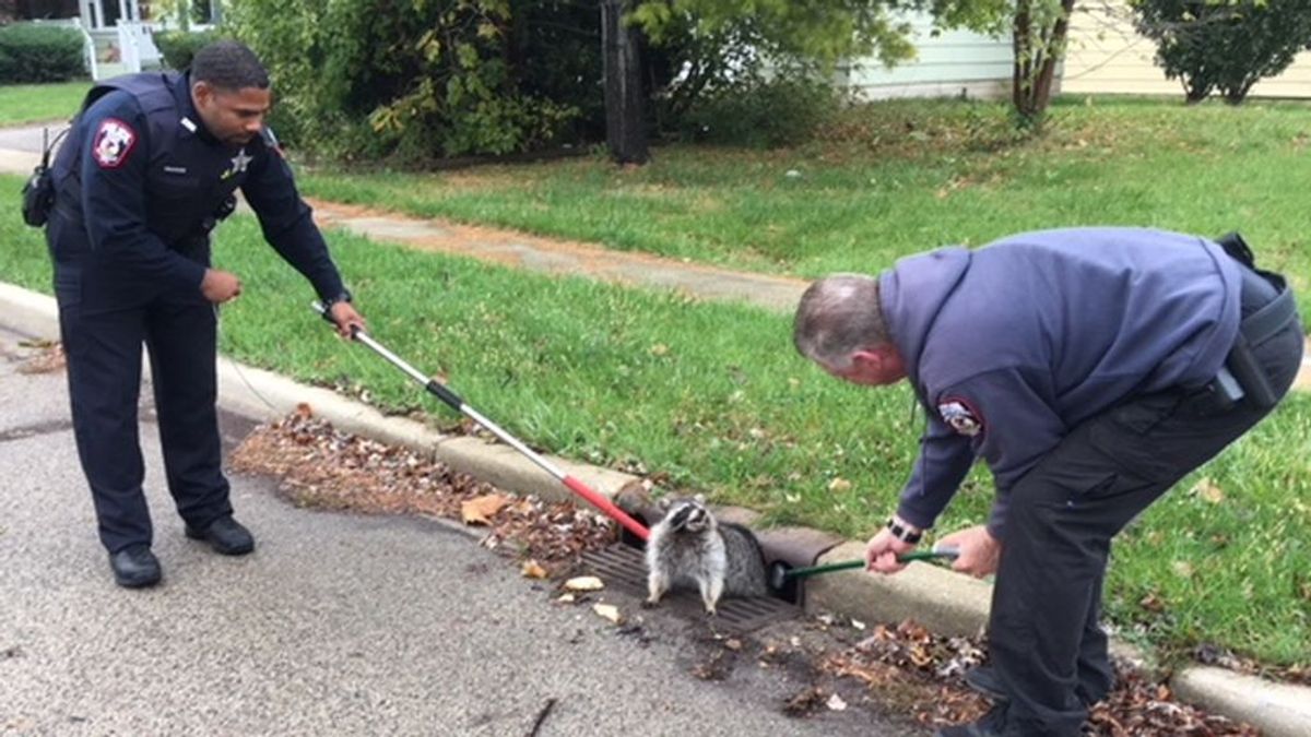 La policía rescata a un mapache con sobrepeso atrapado en un alcantarilla en Illinois