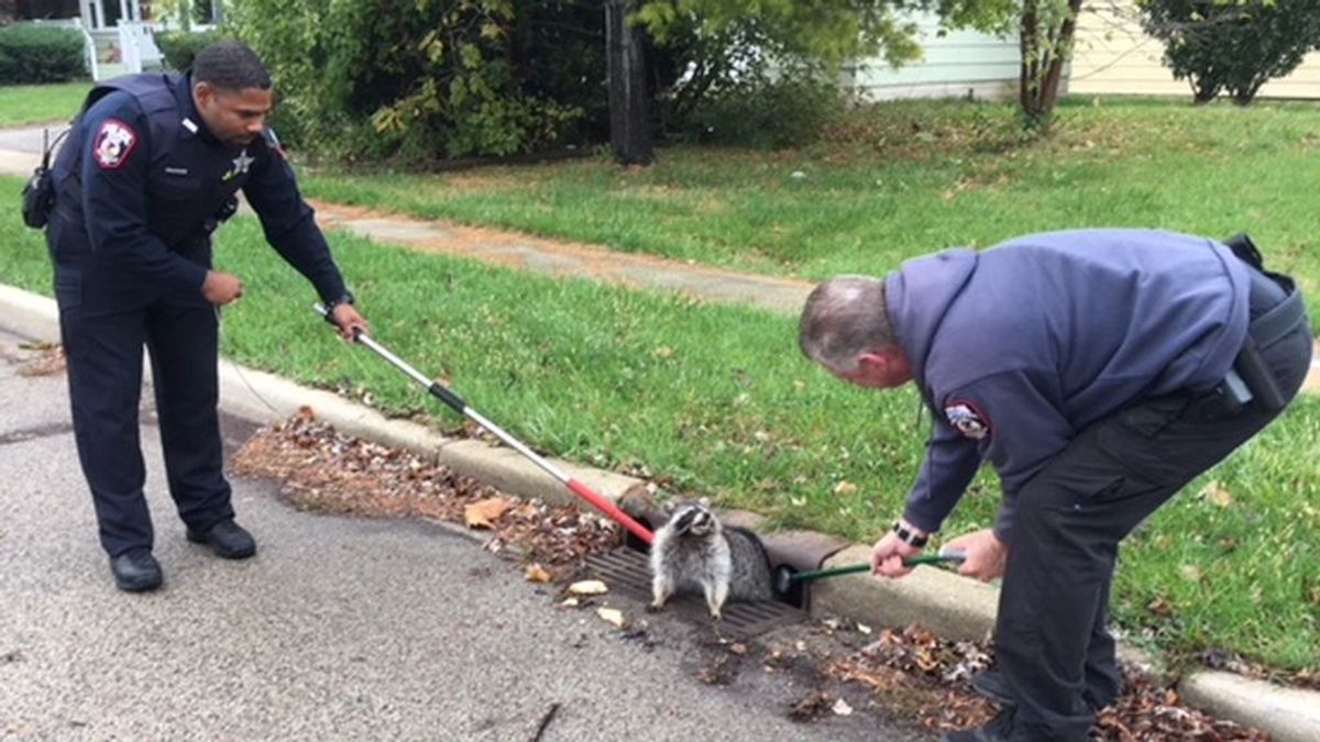 La policía rescata a un mapache con sobrepeso atrapado en un alcantarilla en Illinois La policía rescata a un mapache con sobrepeso atrapado en un alcantarilla en Illinois