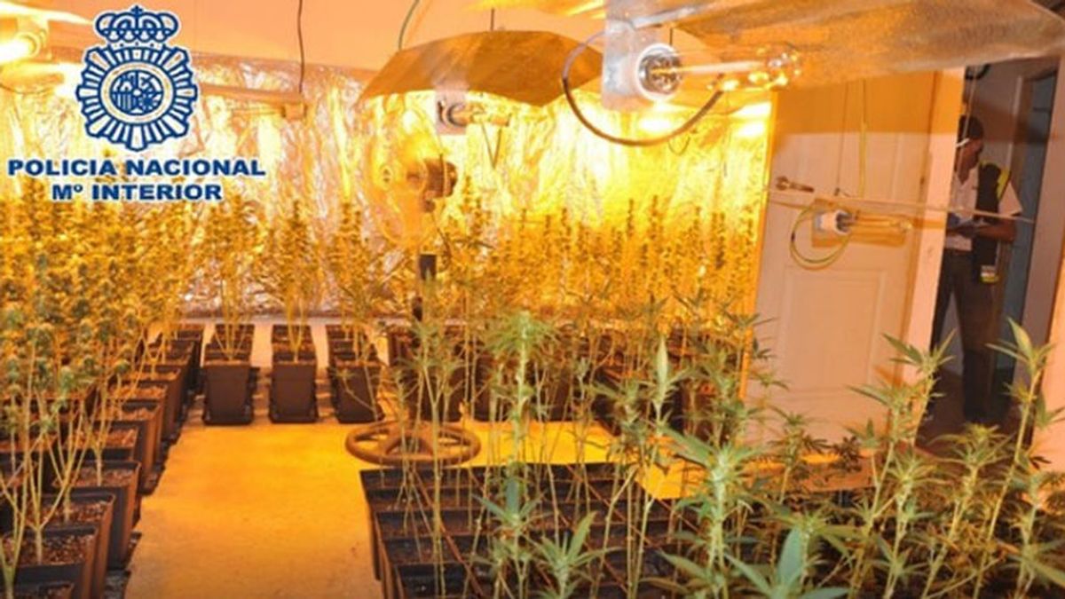 Once detenidos y 836 plantas incautadas a una red de cultivo de marihuana en Málaga