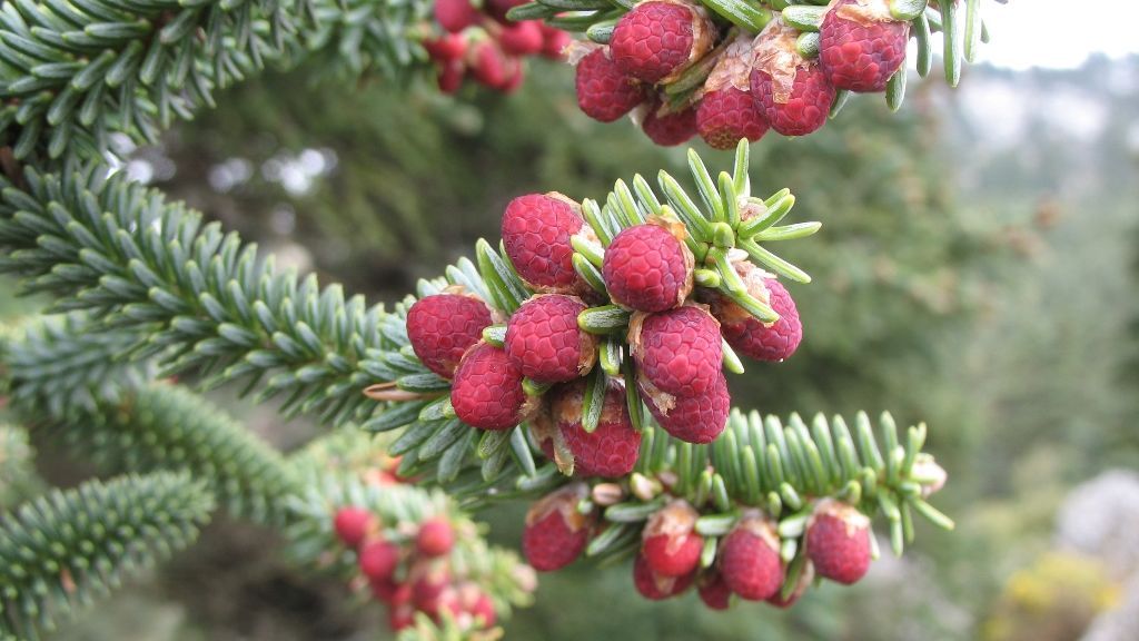 Abies_pinsapo_pollen