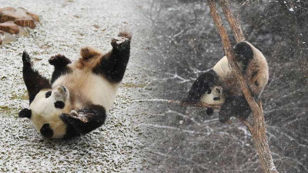 Nada más empezar a caer la nieve, este panda empezó a 'alucinar en colores'