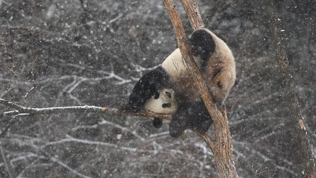 Giant-Pandas-Play-In-Changchuns-First-Snow (4)