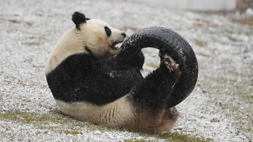 Giant-Pandas-Play-In-Changchuns-First-Snow (1)