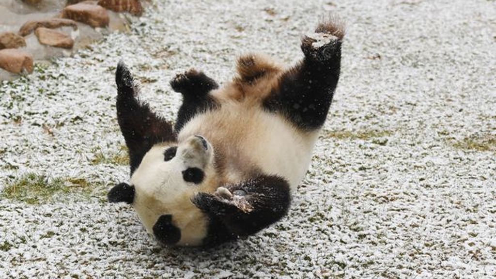 Giant-Pandas-Play-In-Changchuns-First-Snow (3)