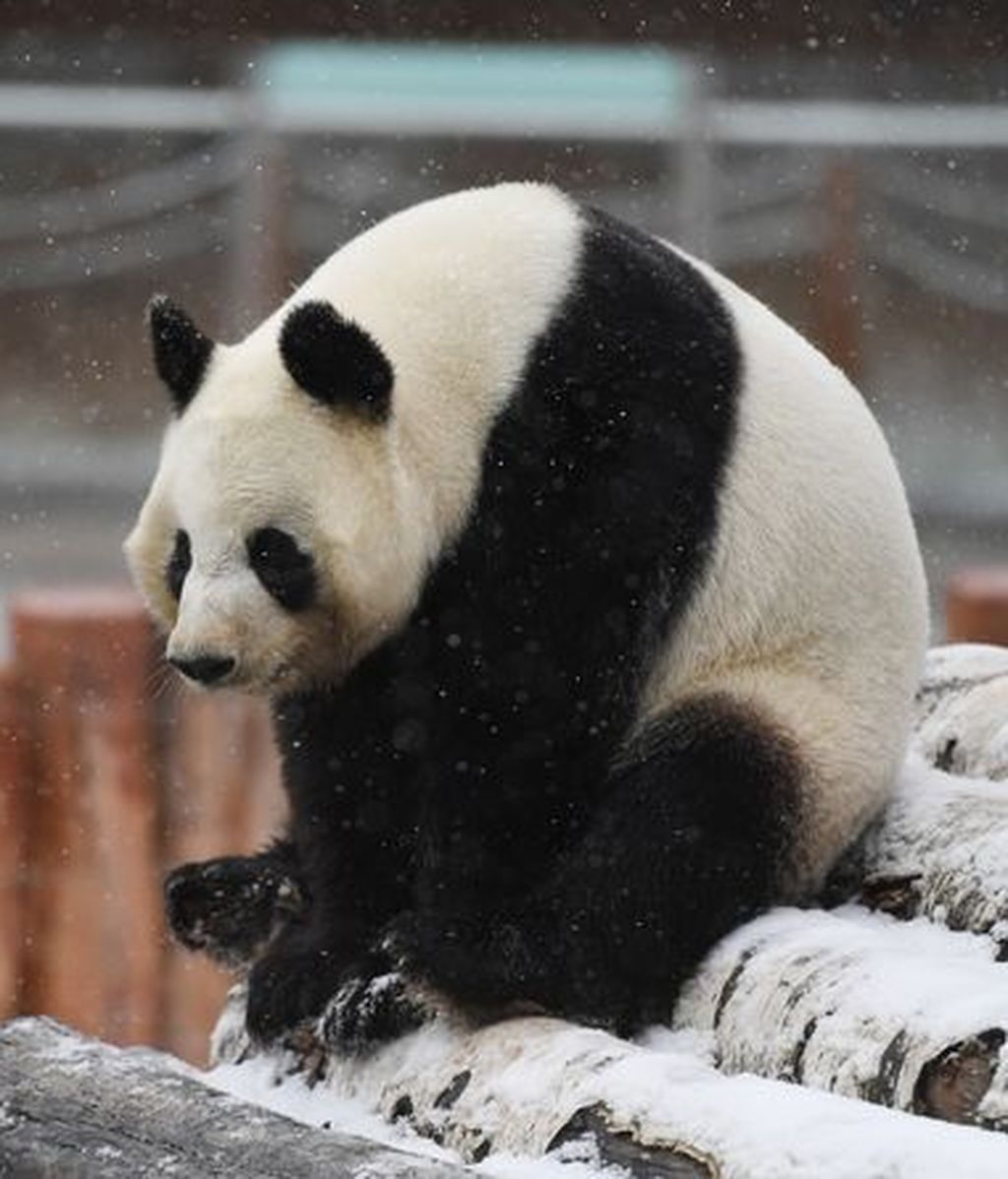 Giant-Pandas-Play-In-Changchuns-First-Snow (2)