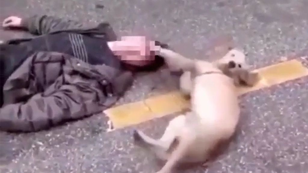 La demostración de amor de un perro que intenta despertar a su dueño tras un desmayo