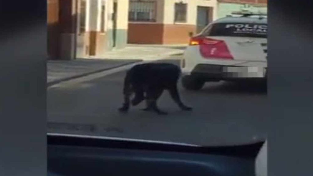Indignación en la Red: la Policía Local de Miguelturra ata a un perro al coche patrulla