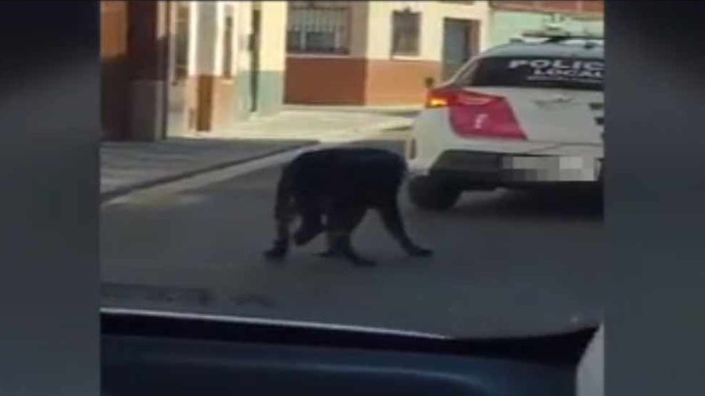 Indignación en la Red: la Policía Local de Miguelturra ata a un perro al coche patrulla