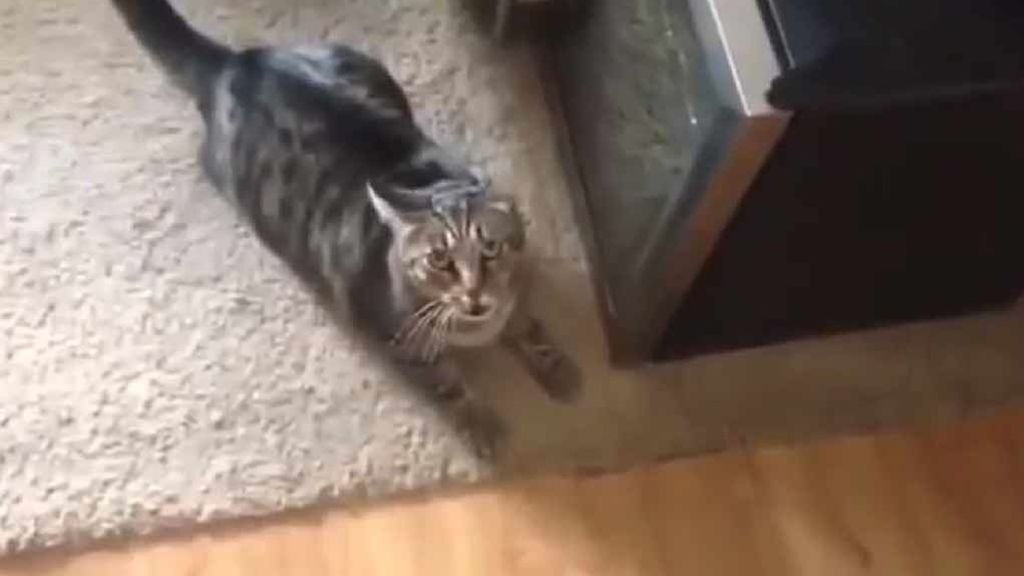 Curiosa reacción de un gato cuando se da cuenta de que su dueña le ha sido 'infiel'