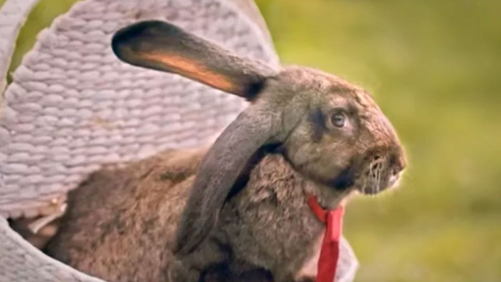 Campaña para aumentar la natalidad en Polonia: "Haced como los conejos"