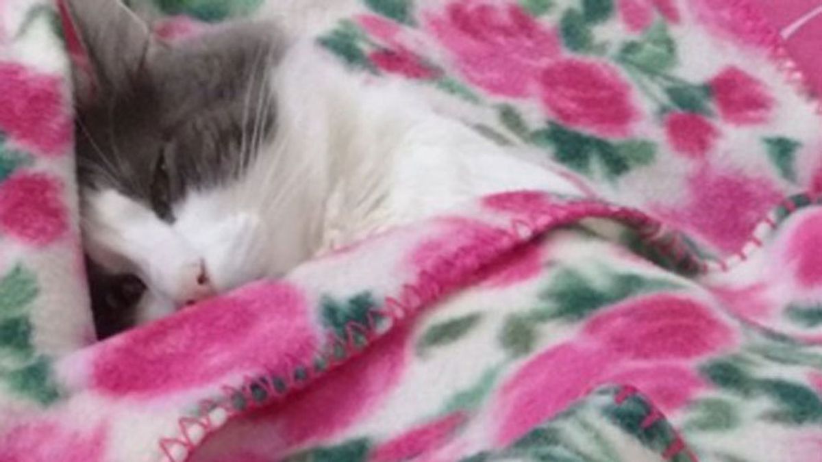 ‘Sinatra’, el gato más famoso de Twitter gracias a sus selfis ‘Sinatra’, el gato más famoso de Twitter gracias a sus selfis