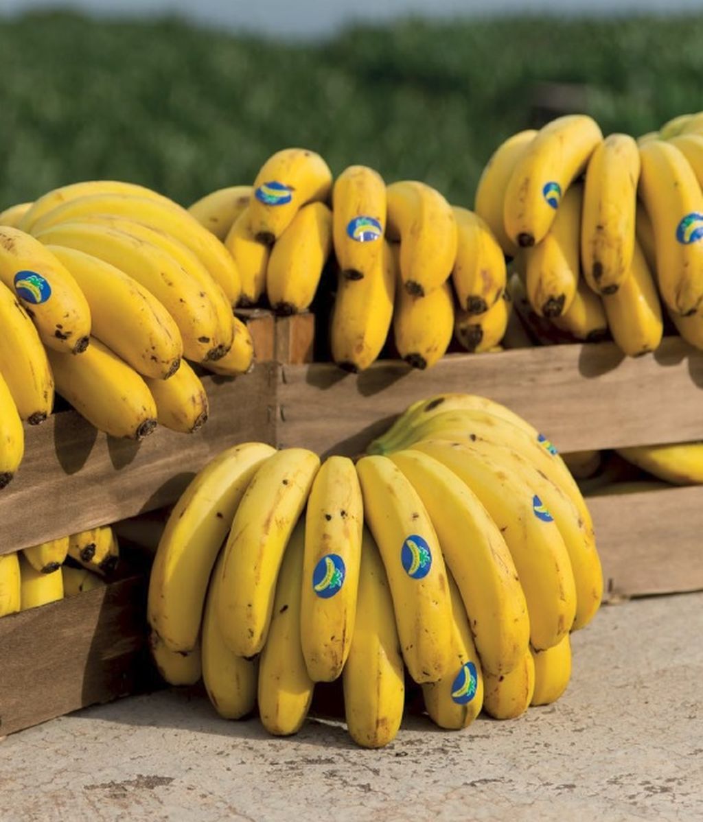 El plátano de Canarias no engorda: Mitos Vs realidad