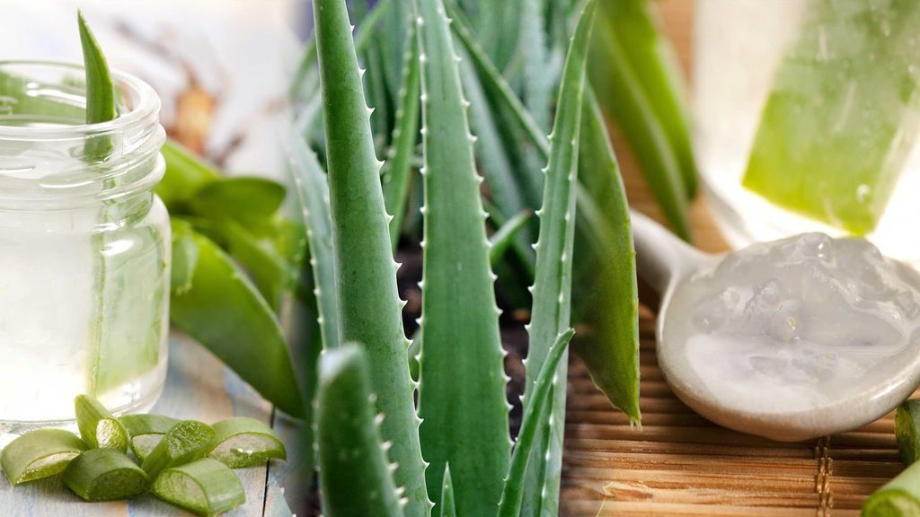 El aloe vera también se bebe:  así te ayuda por dentro, contado por una experta