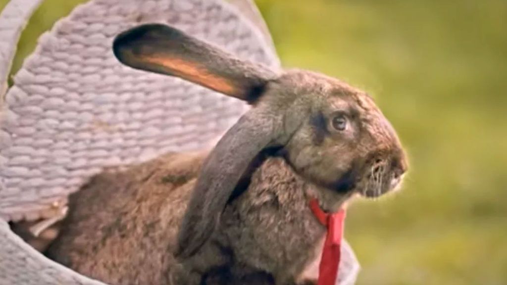 Campaña para aumentar la natalidad en Polonia: "Haced como los conejos"