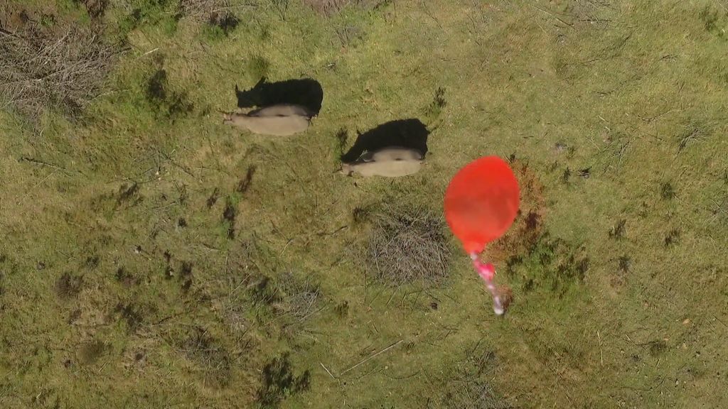 Desparasitar rinocerontes, una práctica original con drones y globos de agua