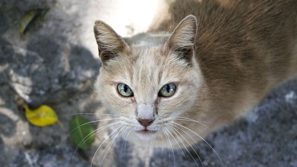 Gato
