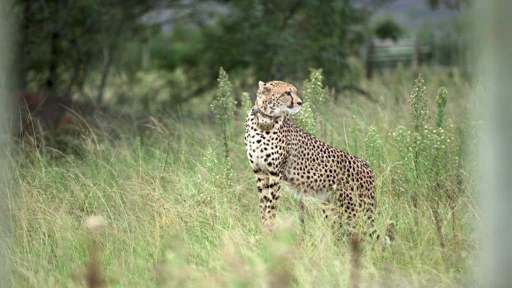 Kike Calleja, testigo de un trabajo minucioso de transporte de un guepardo al parque de Gondwana