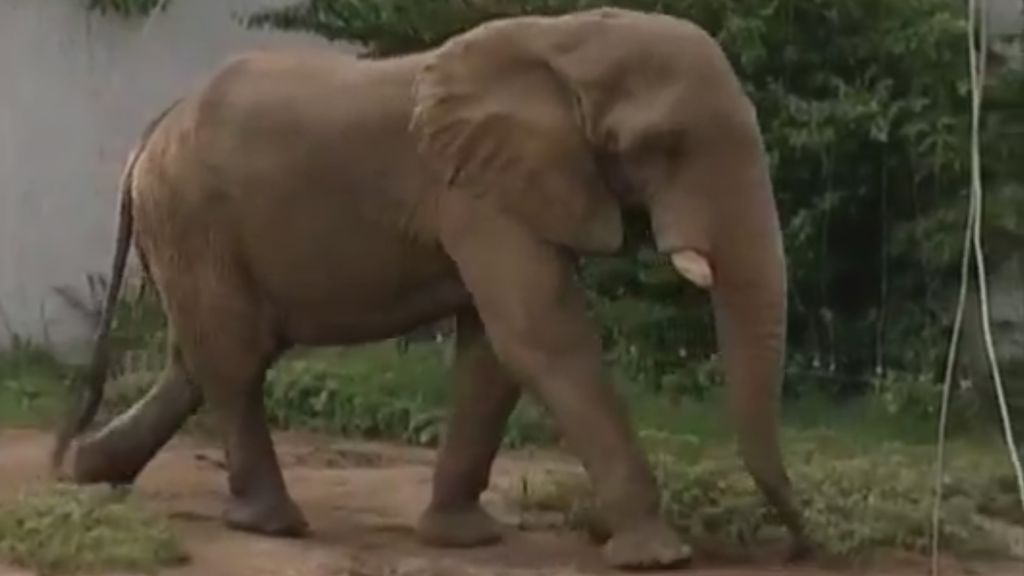 La exitosa operación de Tantor, un elefante africano