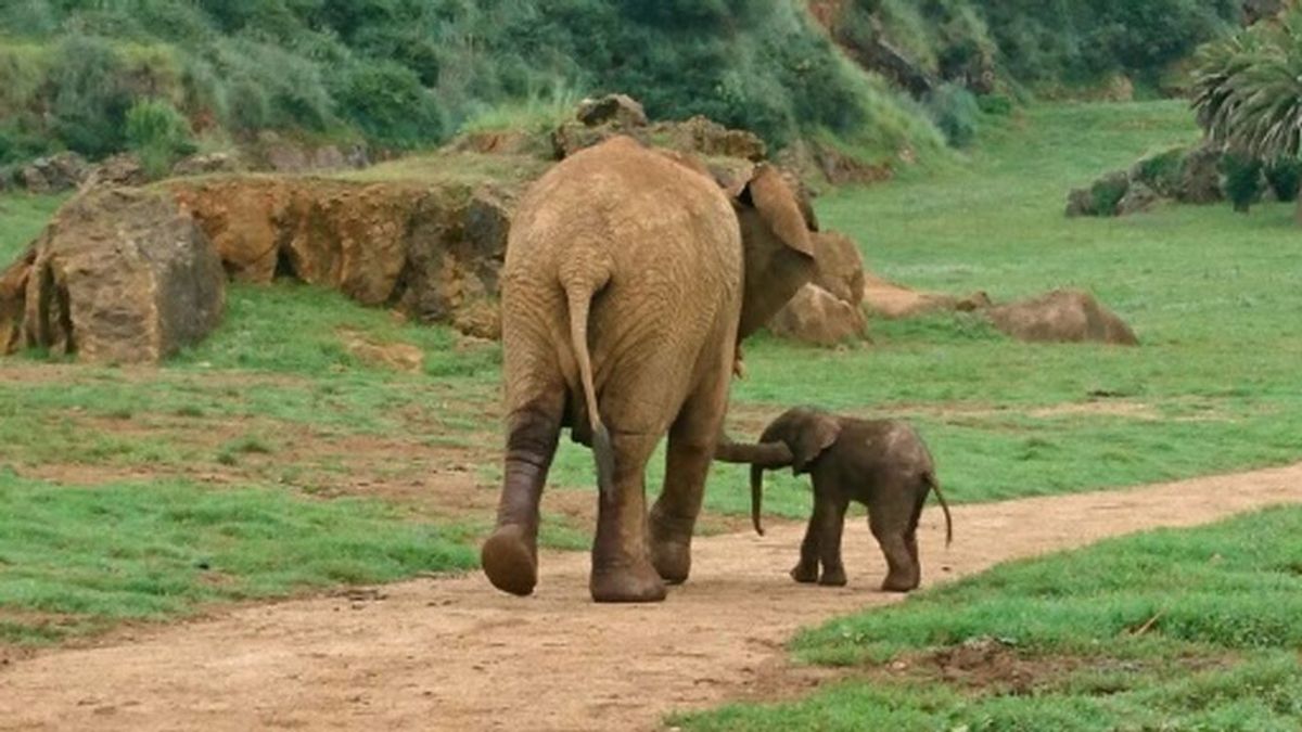 Mueren dos turistas aplastados por un elefante al que intentaban fotografiar en Zambia