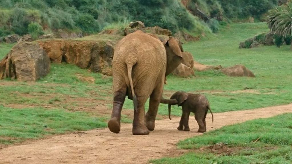 Mueren dos turistas aplastados por un elefante al que intentaban fotografiar en Zambia