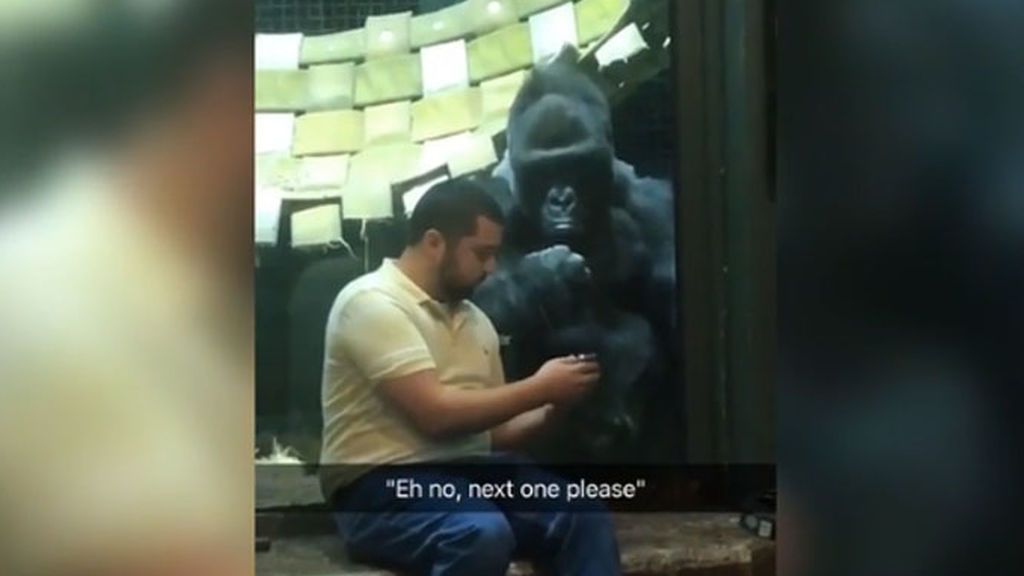 Un gorila en un zoo elige pareja a través del móvil
