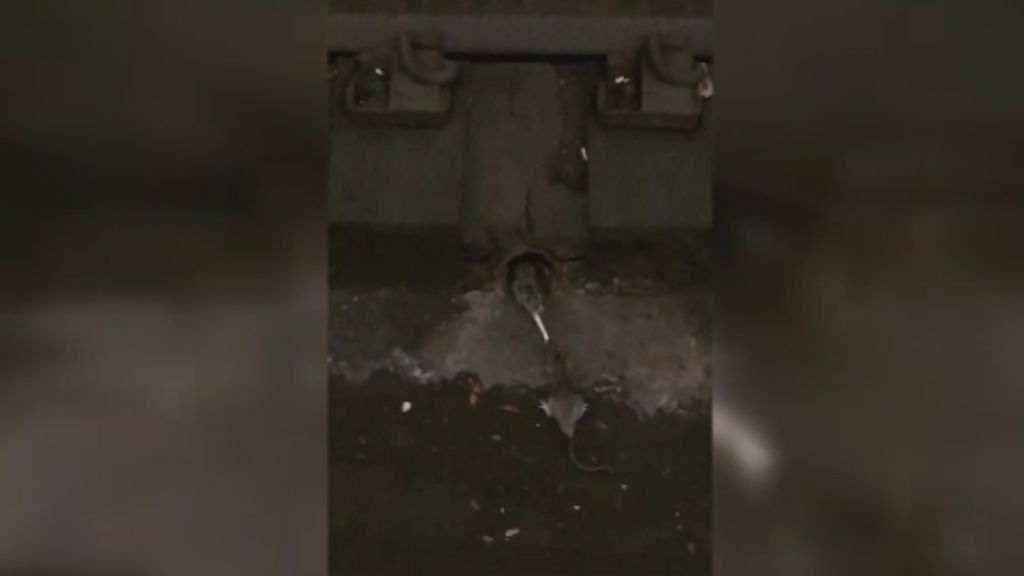 De esta forma pugnan dos ratas por una patata frita en el Metro de Nueva York