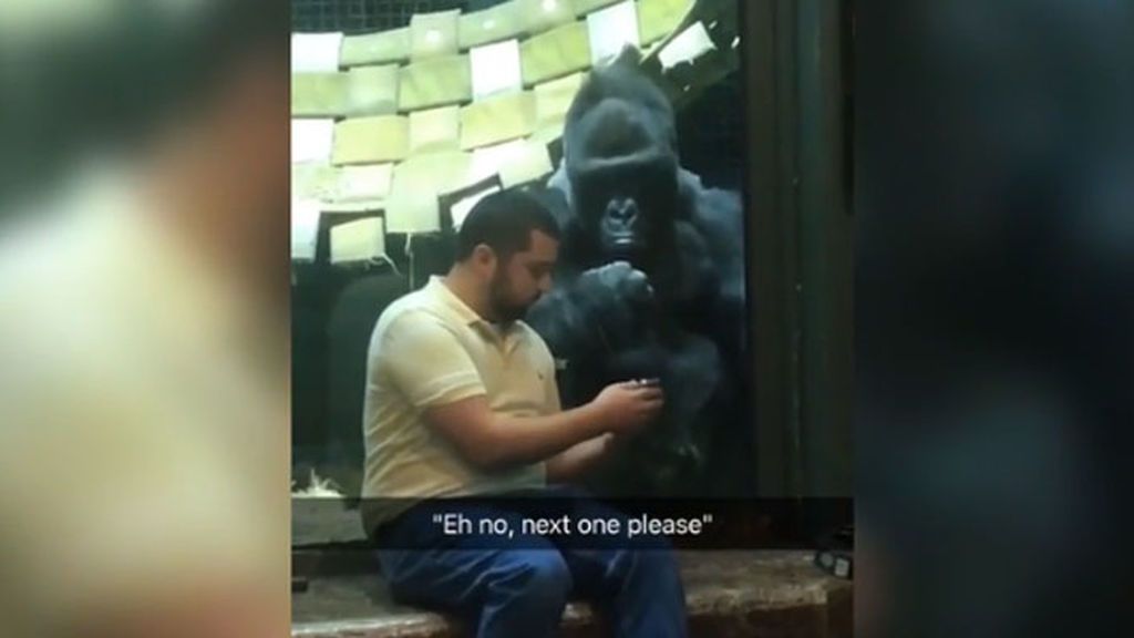 Un gorila en un zoo elige pareja a través del móvil