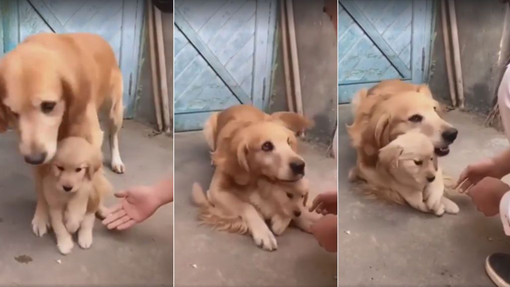 Con esta ternura protege una perrita a su cachorro cuando van a tocarle