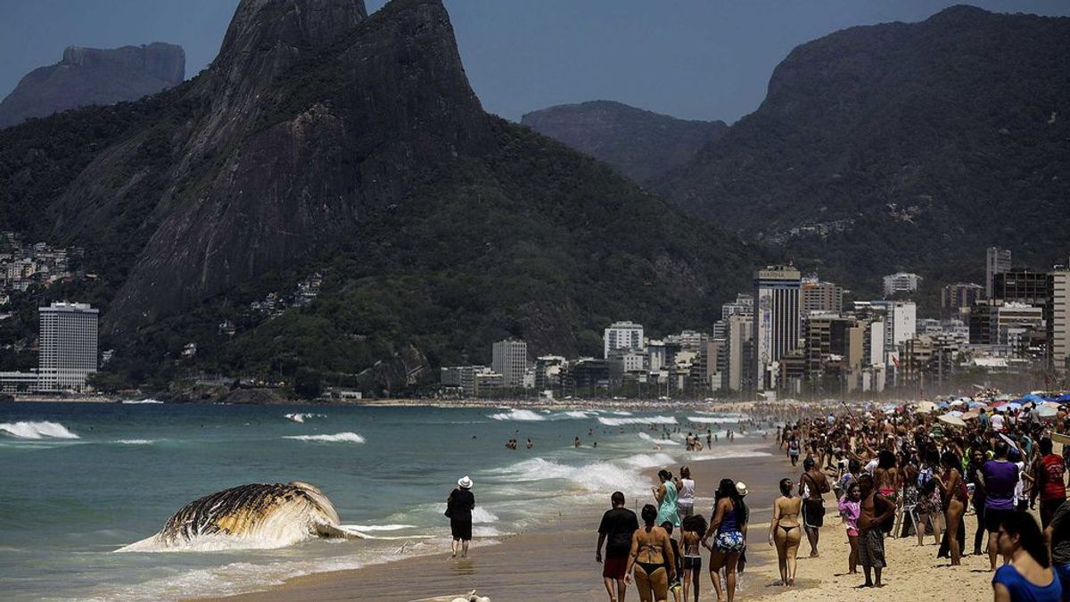 Una ballena muerta sorprende a los turistas de Rio de Janeiro