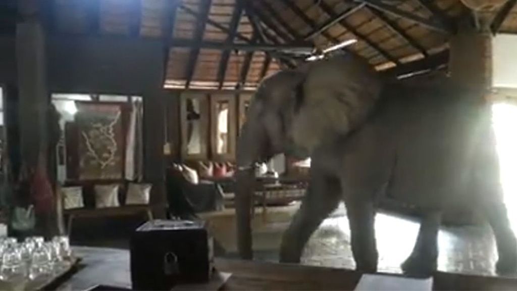 El hotel africano donde los elefantes son un huésped más
