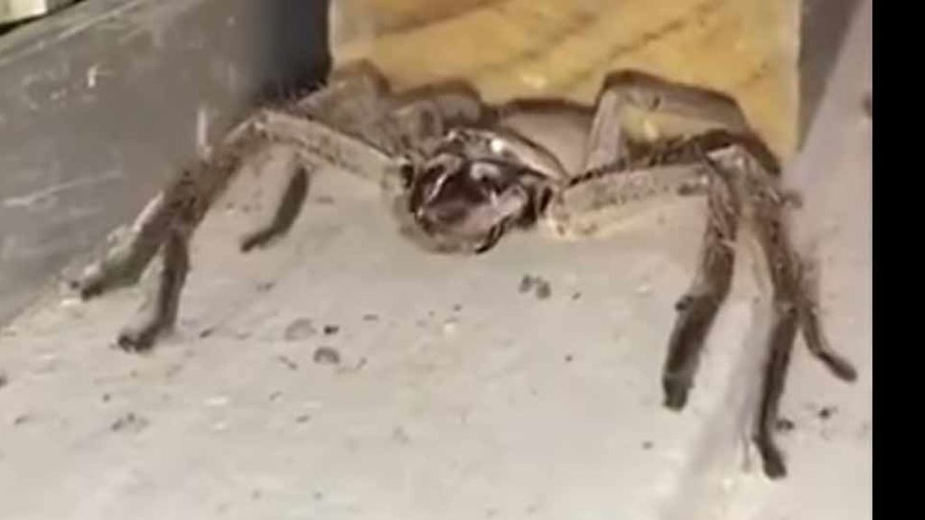 Del asombro al horror: así limpia una araña gigante sus colmillos
