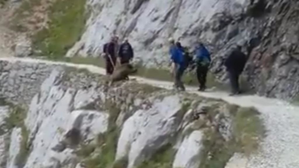 Un vídeo muestra a un grupo de senderistas despeñando a un jabalí vivo en la Ruta del Cares