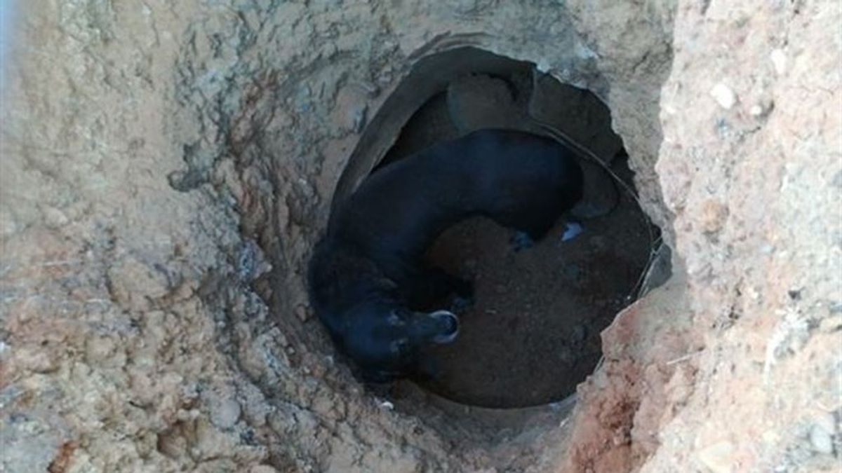 Rescatado en Badajoz un perro dentro de un pozo de unos dos metros y medio de profundidad