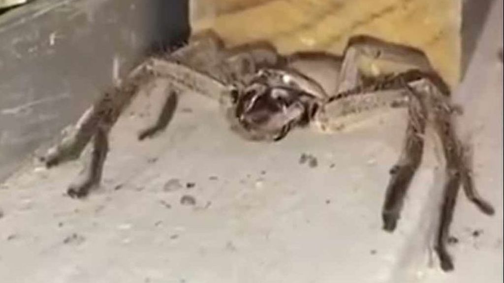 Del asombro al horror: así limpia una araña gigante sus colmillos